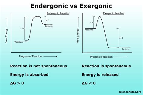 Endergoniske vs eksergoniske reaktioner og processer. Endergonisk og eksergonisk er to typer kemiske reaktioner eller processer i termokemi eller fysisk kemi. Navnene beskriver, hvad der sker med energi under reaktionen. endoterme eksoterme reaktioner. I en endergonisk reaktion optages energi fra omgivelserne.